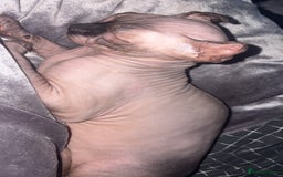 Sphynx cats for stud: Male stud wanted  - Image 4