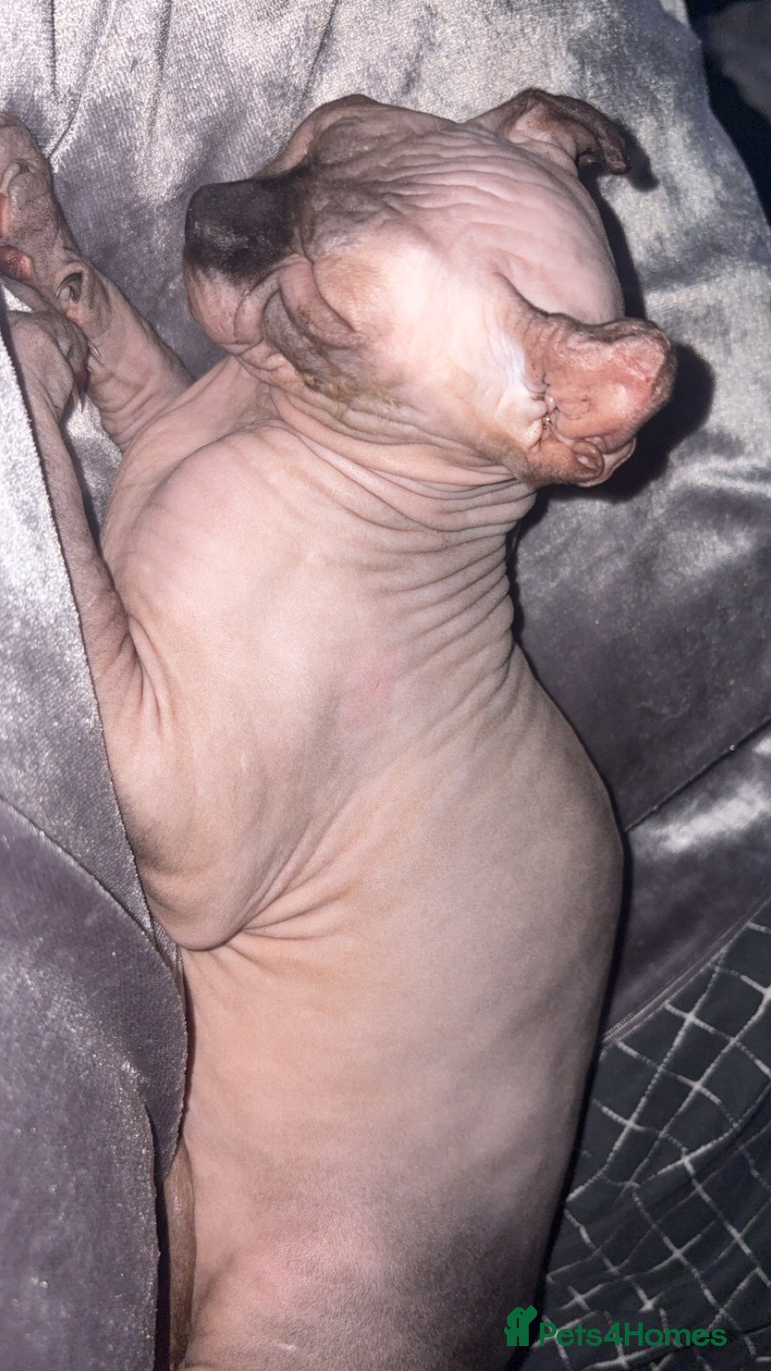Sphynx cats for stud: Male stud wanted  - Image 4