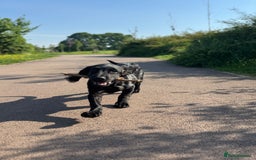 Springador dogs for sale: Reggie the Springador - Image 3