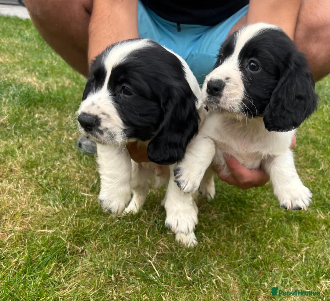 Cocker Spaniel dogs for sale: Cocker spaniel  - Advert 17