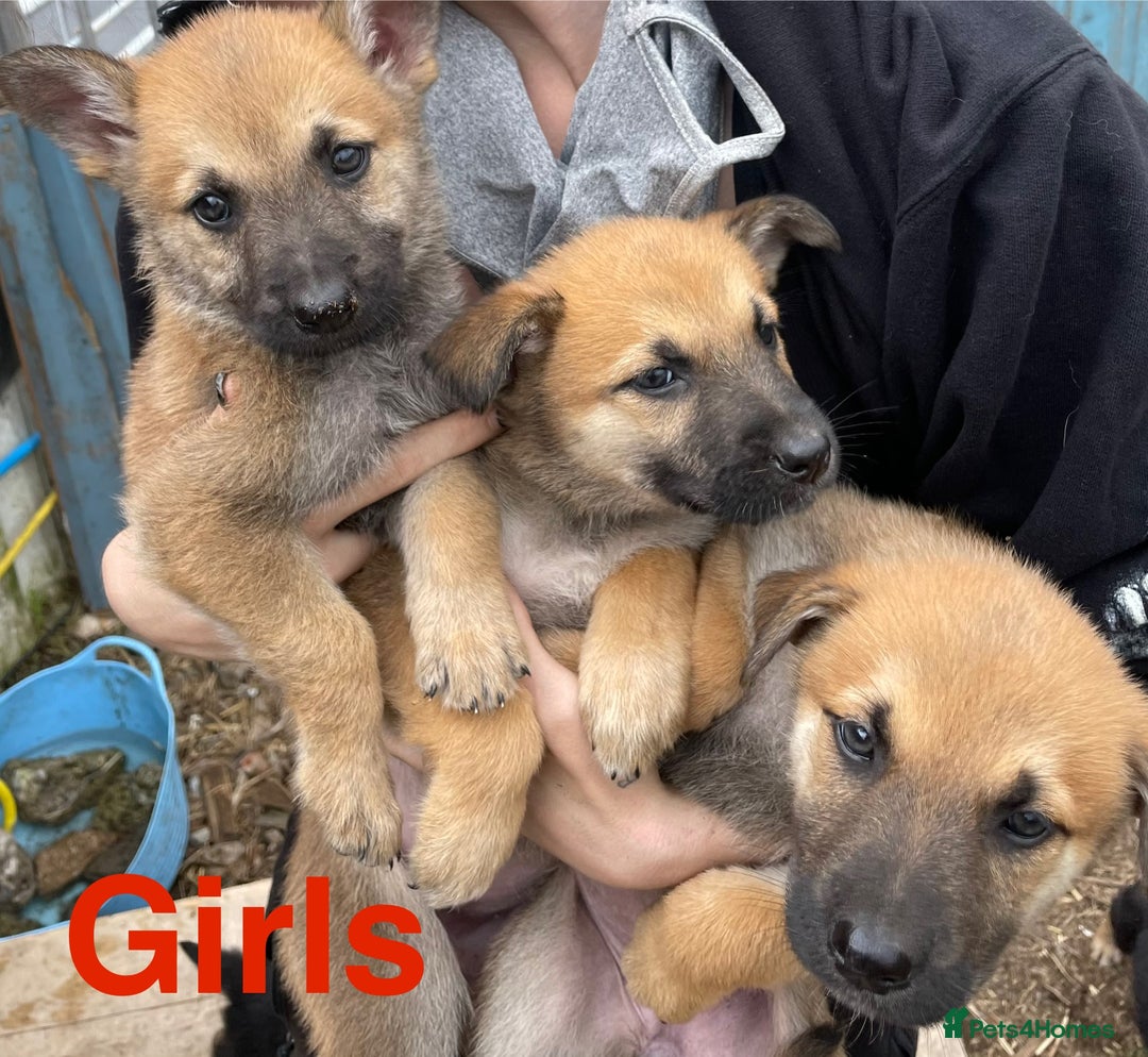 Mixed Breed dogs for sale: Belgium Malinois/ German Shepherd - Image 5