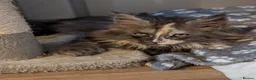 Maine Coon cats for sale: Stunning Tica pedigree kittens - Advert 7
