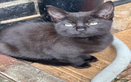 Mixed Breed cats for sale: Lovely adorable kittens - Image 13