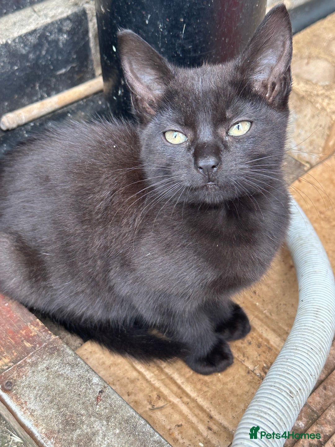Mixed Breed cats for sale: Lovely adorable kittens - Image 13