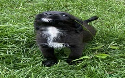 Mixed Breed dogs for sale: Gorgeous Jack x chihauhua pups ❤️ - Image 3