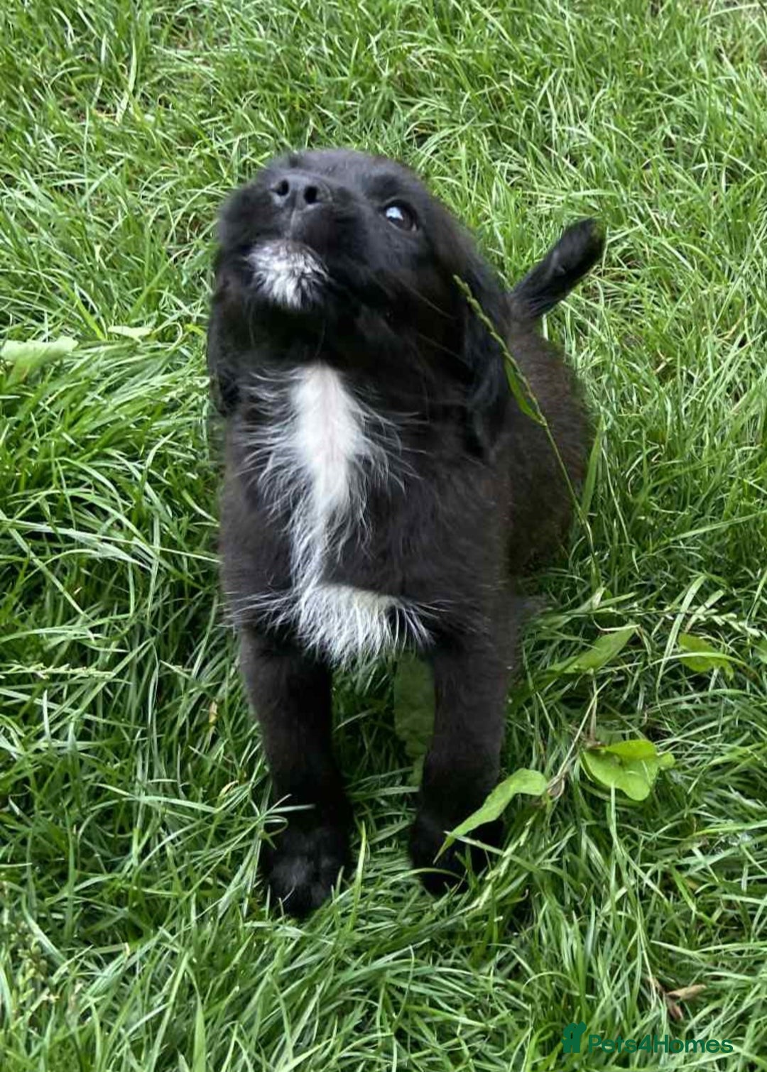 Mixed Breed dogs for sale: Gorgeous Jack x chihauhua pups ❤️ - Image 3
