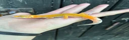 Gecko reptiles for sale: Various Gecko species  - Advert 4