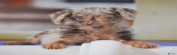 Mixed Breed dogs for sale: Merle patterpoo puppies  - Advert 3