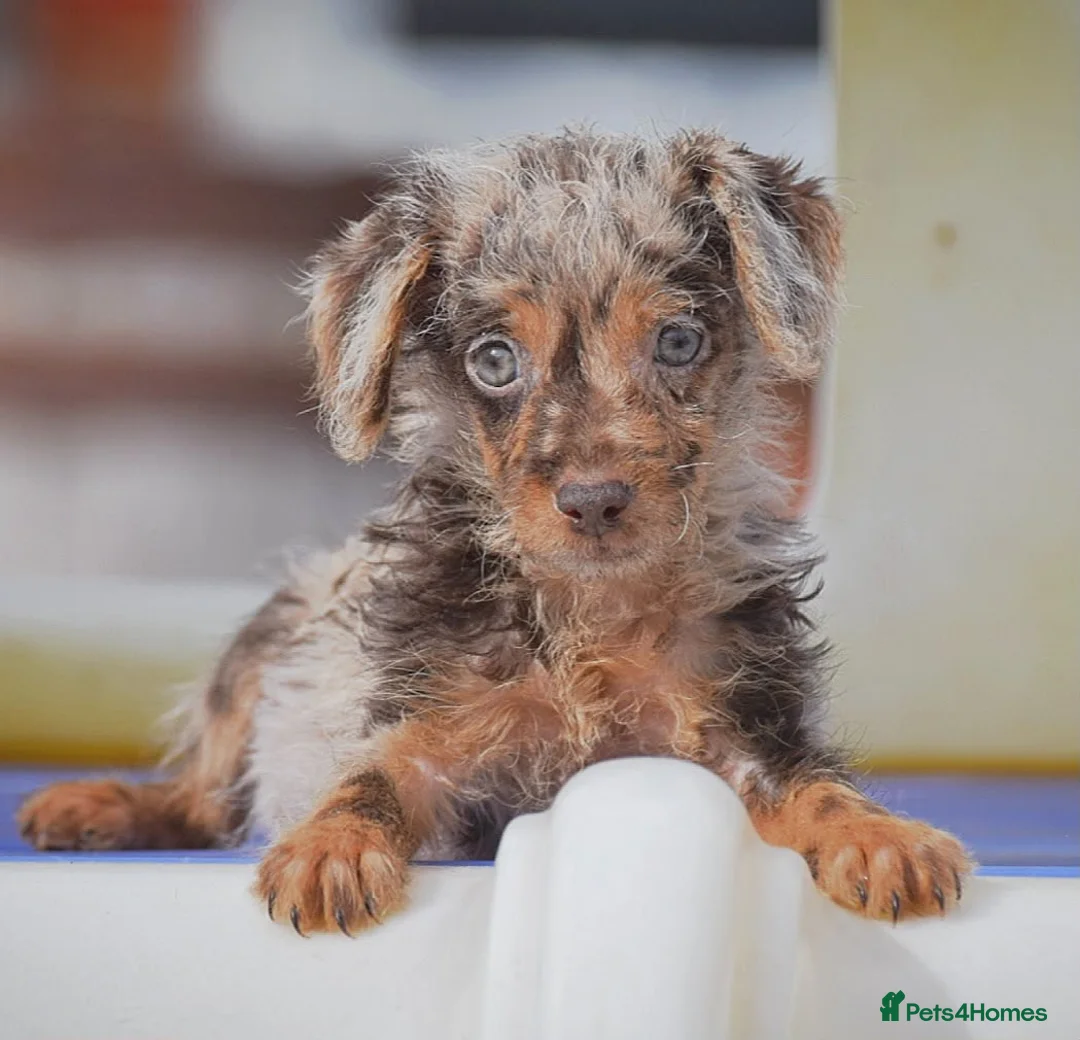 Mixed Breed dogs for sale: Merle patterpoo puppies  - Advert 3