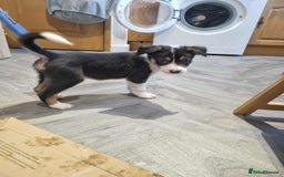 Border Collie dogs for sale: Border collie puppies  - Image 4