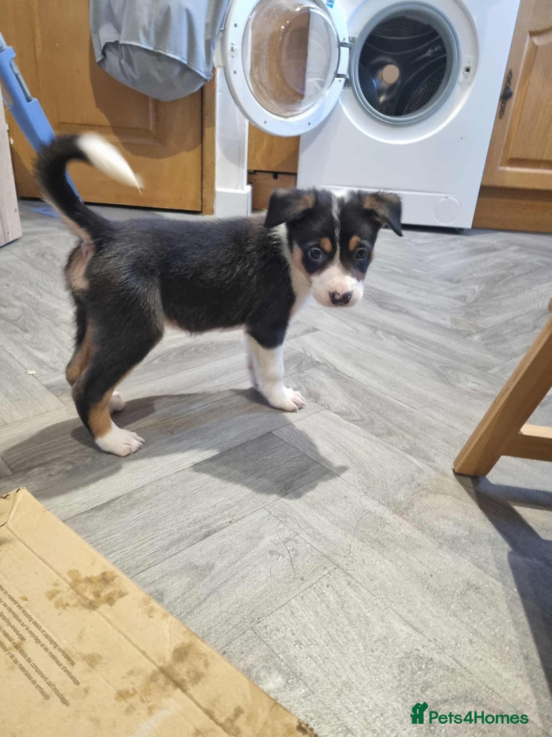 Border Collie dogs for sale: Border collie puppies  - Image 4