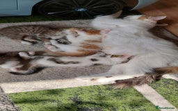 Mixed Breed cats for sale: Kittens for sale - Image 13