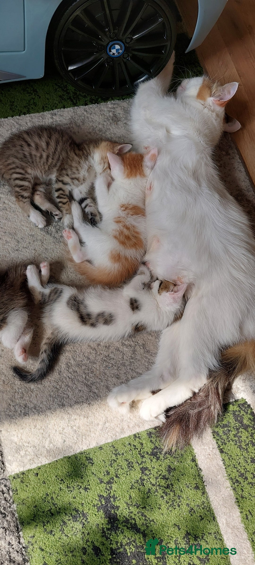 Mixed Breed cats for sale: Kittens for sale - Image 13