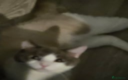 Ragdoll cats for sale: Ragdoll cross - Image 2