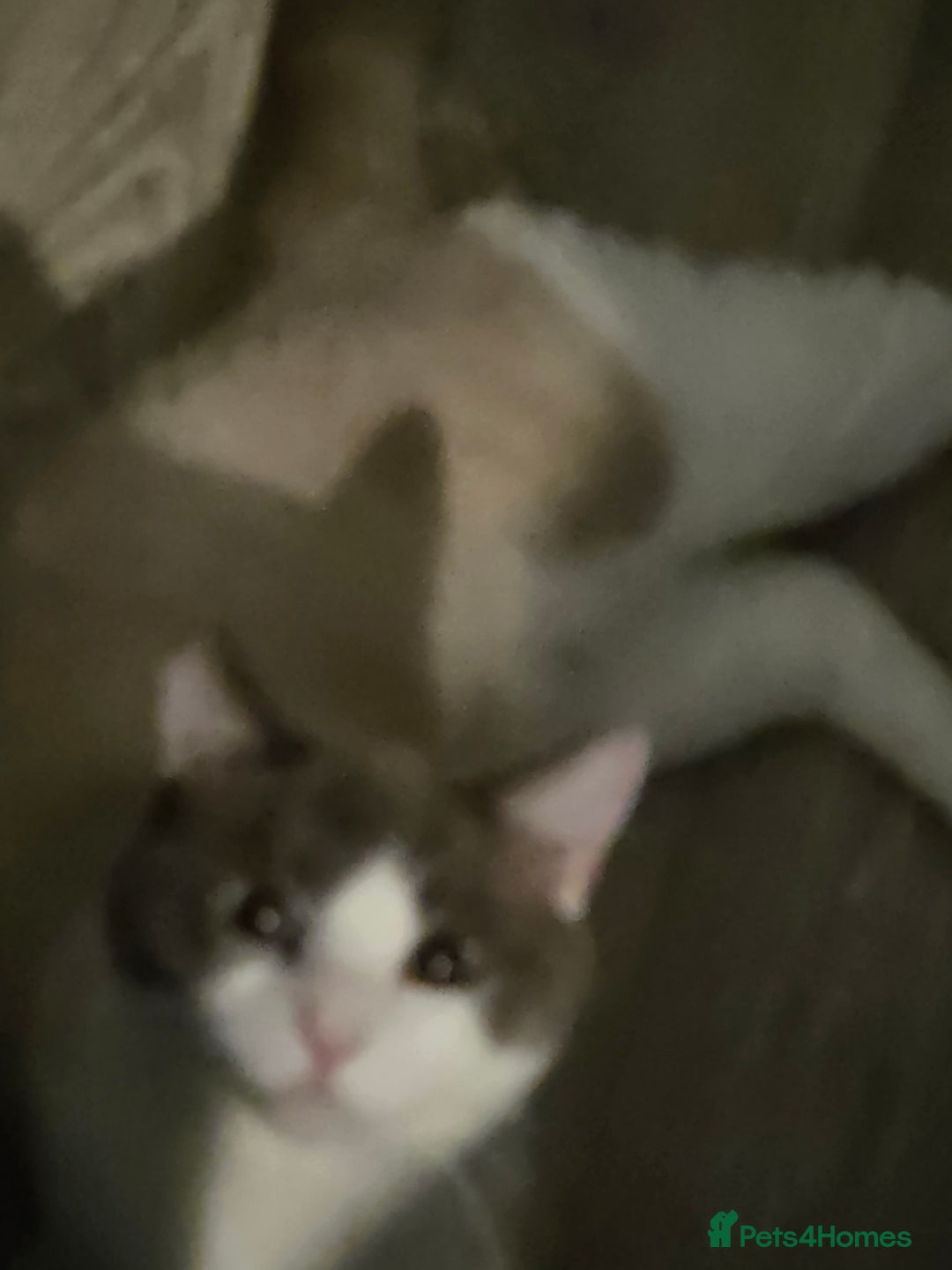 Ragdoll cats for sale: Ragdoll cross - Image 2