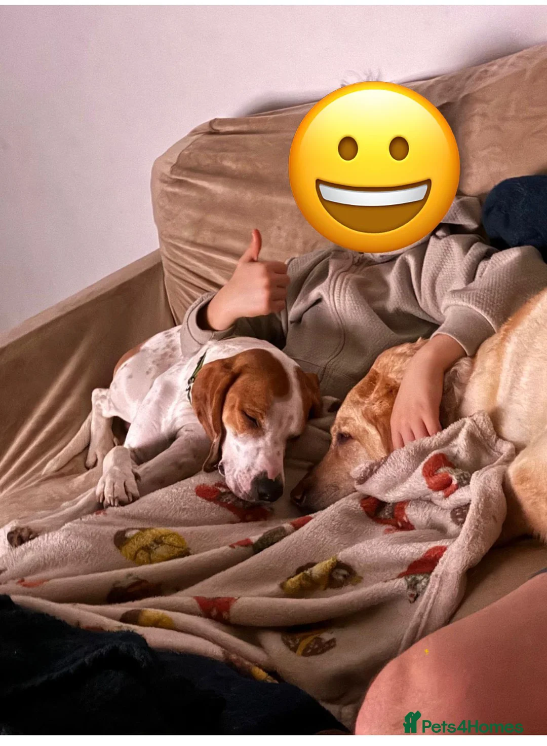 Mixed Breed dogs for adoption: Lucky loving active fun 1 yr old Pointer  - Advert 2
