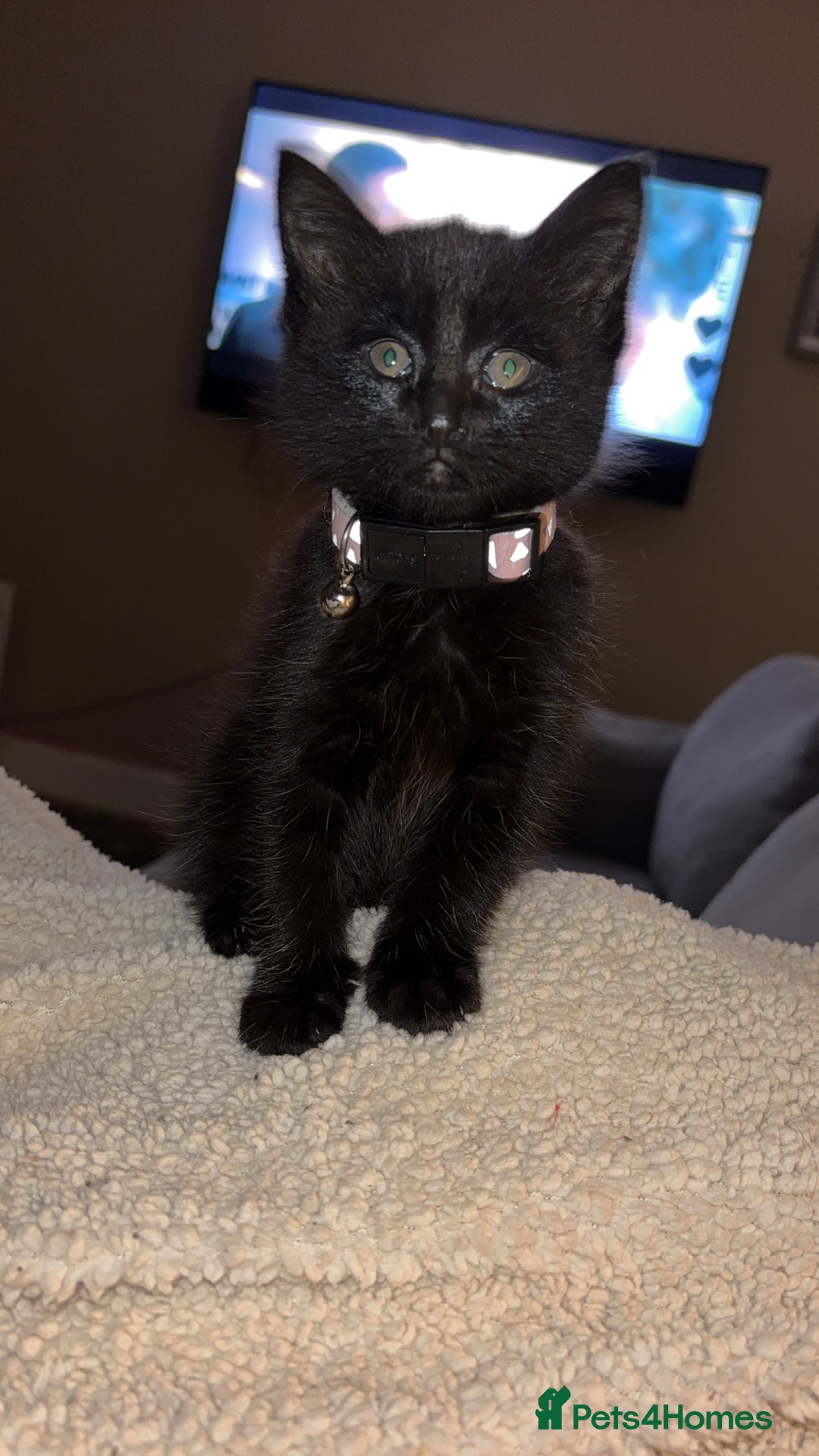 Mixed Breed cats for sale: Bengal X tabby - Advert 1