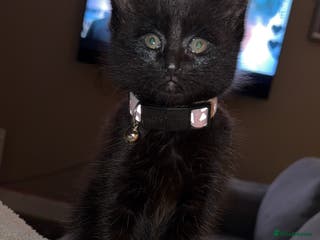 Mixed Breed cats Bengal X tabby - Advert 1