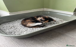 Mixed Breed cats for sale: British mixed breed - Image 13