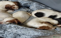 Sprocker dogs for sale: *BEAUTIFUL SPROKER PUPPIES * - Advert 4