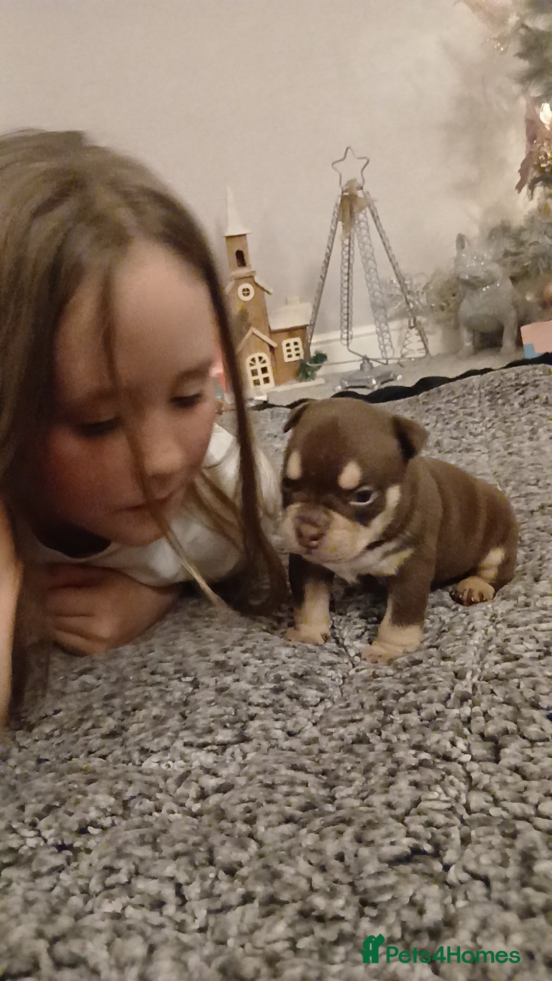American Bully dogs for sale: ABKC best bloodline Ready to go Pocket Bully  - Advert 9