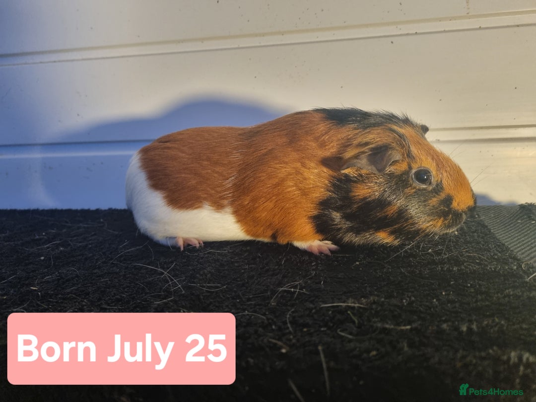Guinea Pig rodents for sale: Female Guinea Pigs  - Advert 6