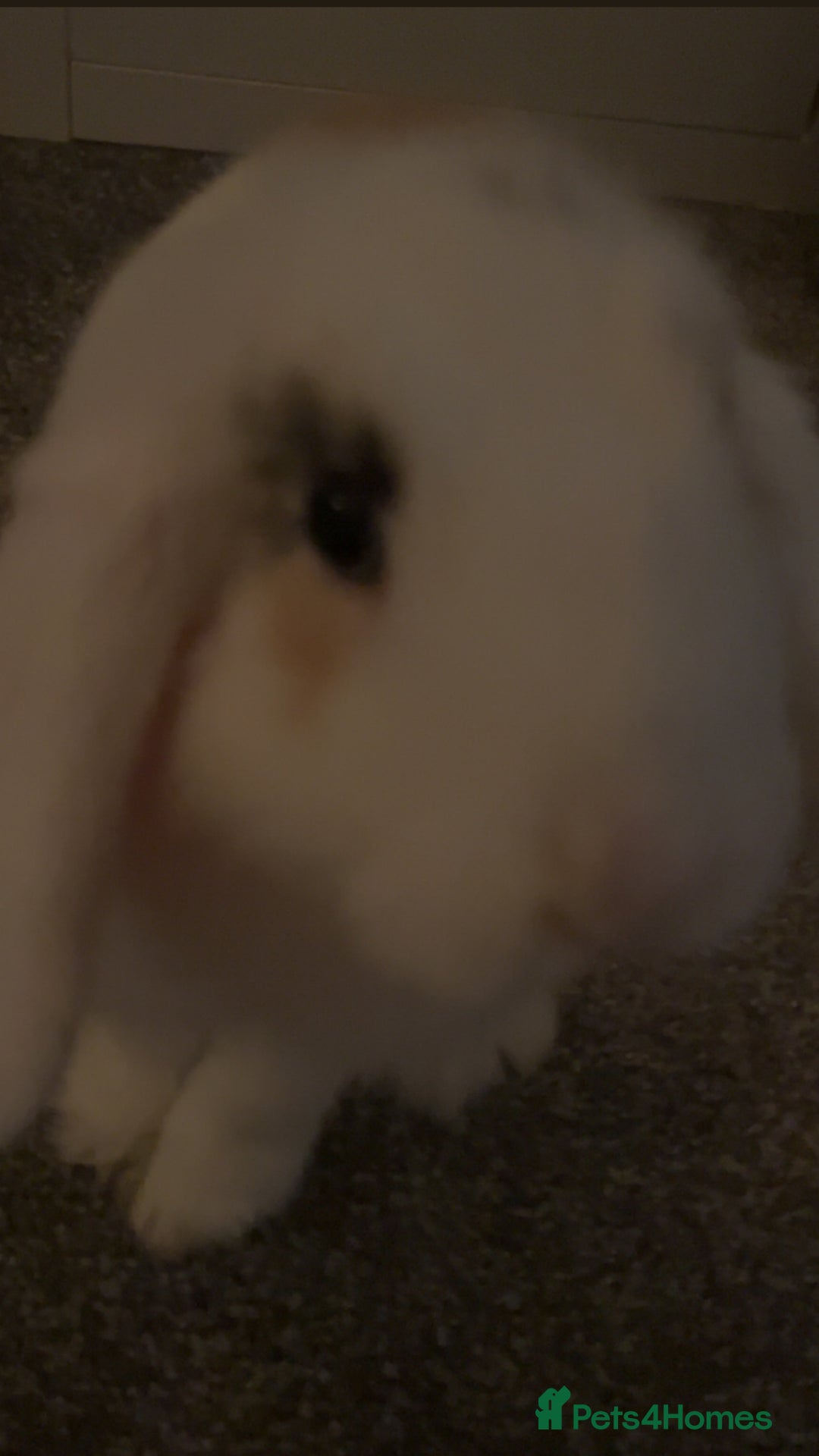 Mini Lop rabbits for sale: 2 female mini lops (need gone ASAP) - Advert 5