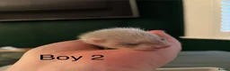Ferret rodents for sale: Ferret kits  - Advert 5