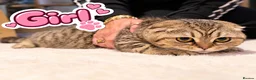 Scottish Fold cats for sale: Beautiful Scottish Fold,British & Munchkin Kittens - Advert 6