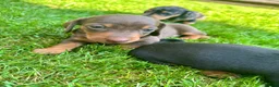 Miniature Dachshund dogs for sale: 🐾 LAST BOY LEFT - adorable miniature dachshund 🐾 - Advert 20