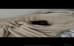 British Shorthair cats for sale: Female British Shorthair  - Image 2