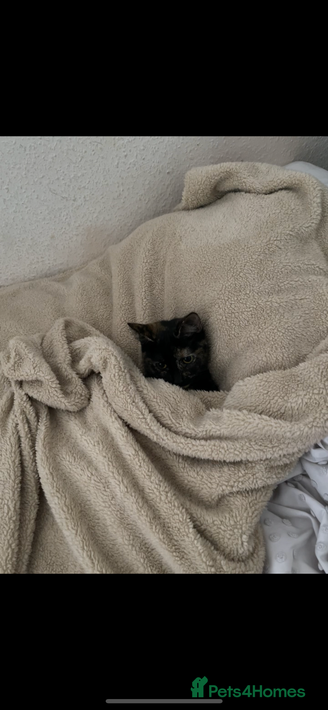 British Shorthair cats for sale: Female British Shorthair  - Image 2