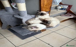 Ragdoll cats for sale: Ragdoll seal point girl GCCF reg - Image 4