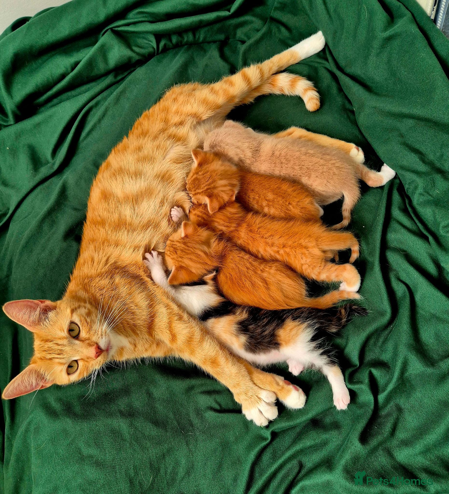 Mixed Breed cats Beautiful Playful Ginger & Tri-Colour Kittens 🐾 - Advert 3