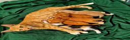 Mixed Breed cats for sale: Beautiful Playful Ginger & Tri-Colour Kittens 🐾 - Advert 1
