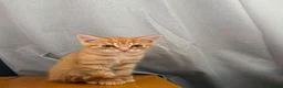 Mixed Breed cats for sale: 1/4 Bengal Fluffy Ginger Male Kitten - Advert 1