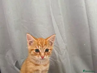 Mixed Breed cats 1/4 Bengal Fluffy Ginger Male Kitten - Advert 1