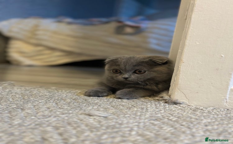 Scottish Fold cats - Advert 2