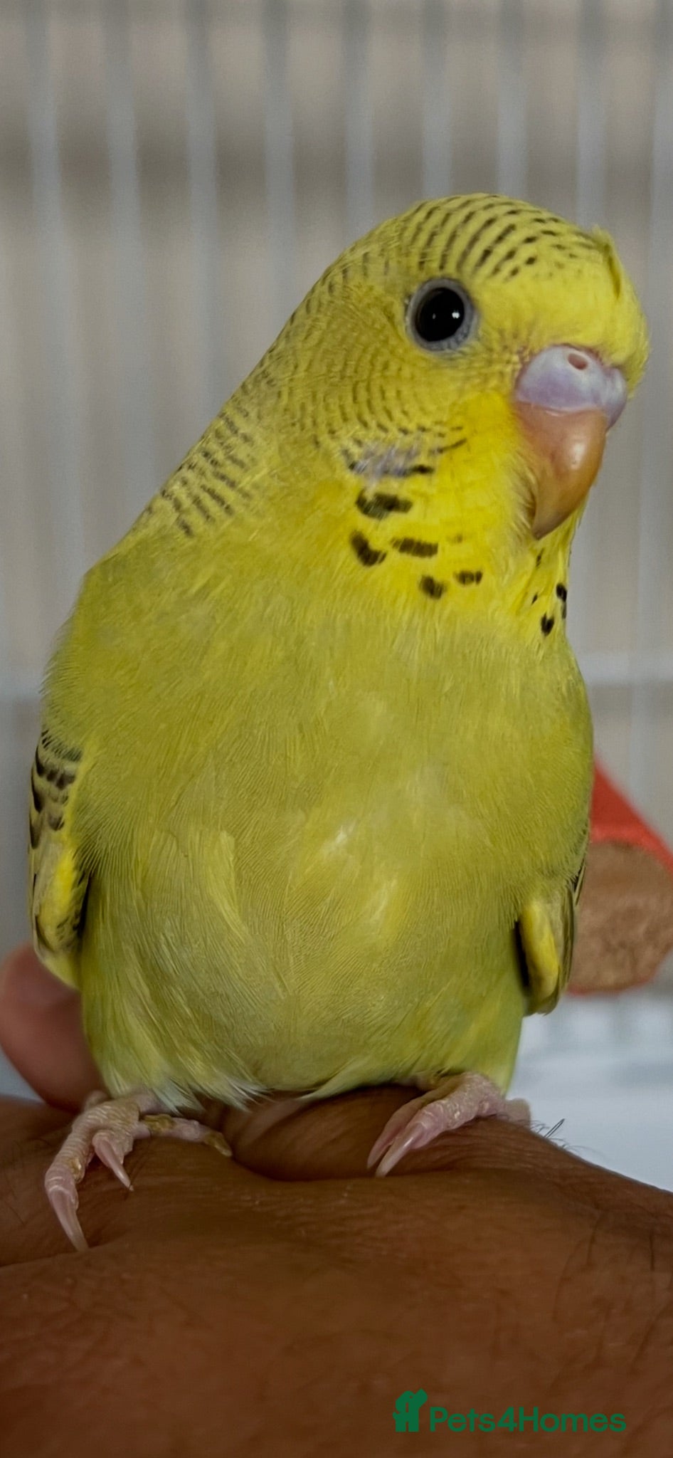 Budgerigars birds Beautiful baby budgie - Advert 1