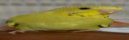 Budgerigars birds for sale: Beautiful baby budgie in Lymm - Advert 1