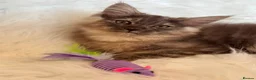 Maine Coon cats for sale: Maine coon kittens fluffy cuddly kittens - Advert 17
