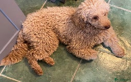 Miniature Poodle dogs for sale: 1.5 years old Miniature Poodle boy for loving home - Image 9
