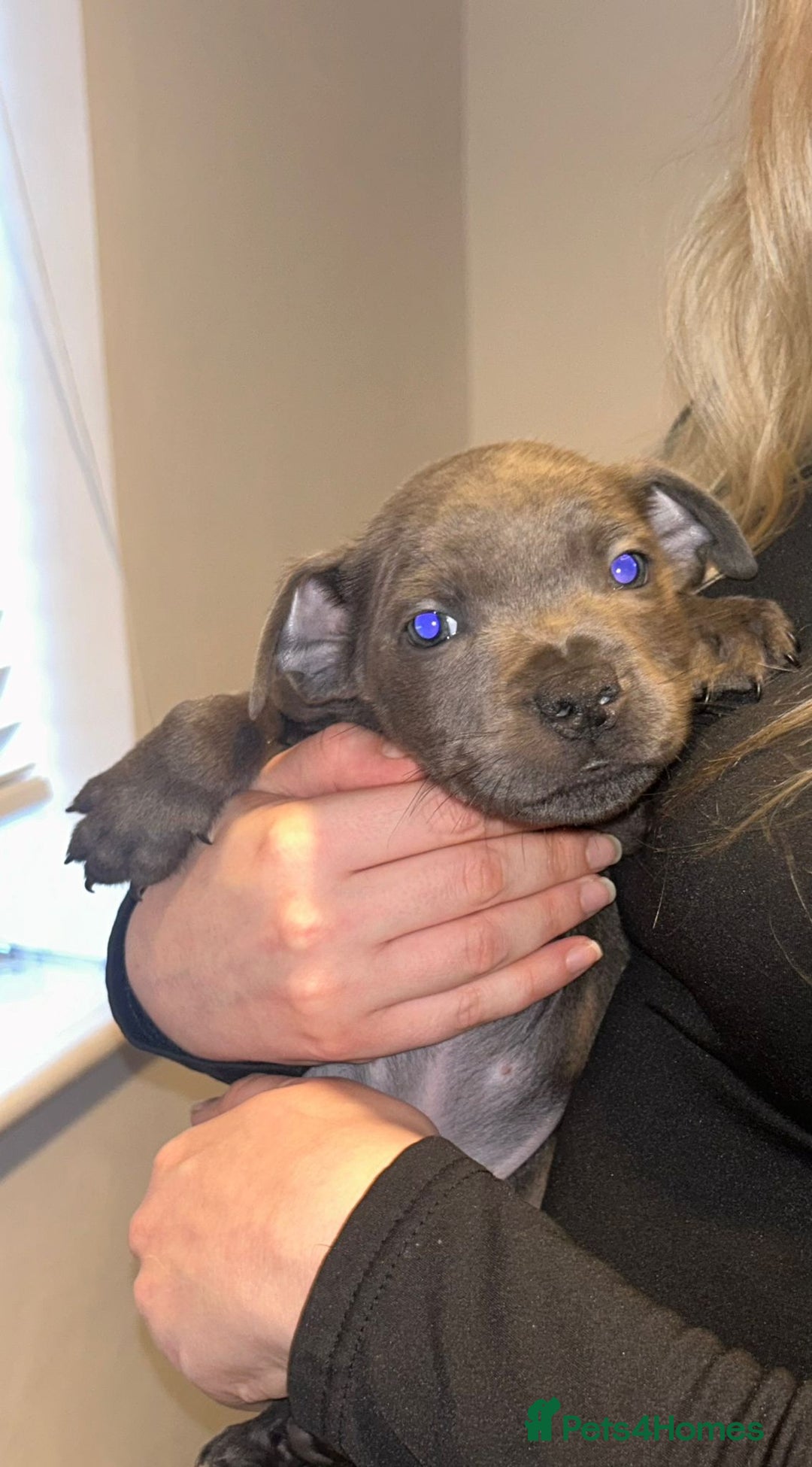 Staffordshire Bull Terrier dogs for sale: Beautiful black and blue kc pups - Image 7