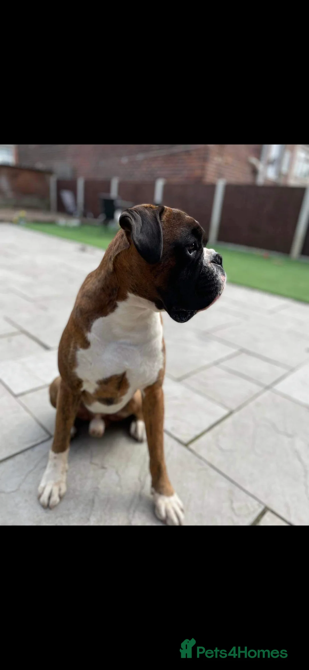 Boxer dogs for stud: KC REGISTERED BRINDLE & WHITE PROVEN STUD.   in Mexborough - Advert 9
