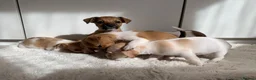 Jack Russell dogs for sale: Beautiful Pure Jack Russell Puppies Dogs  in Isleworth - Advert 16