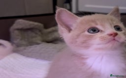 Mixed Breed cats for sale: 9 Week Old Kitten - Image 6