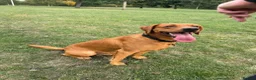 Labrador Retriever dogs for sale: 1 year old Red Fox Lab looking for forever home 💙 - Advert 2