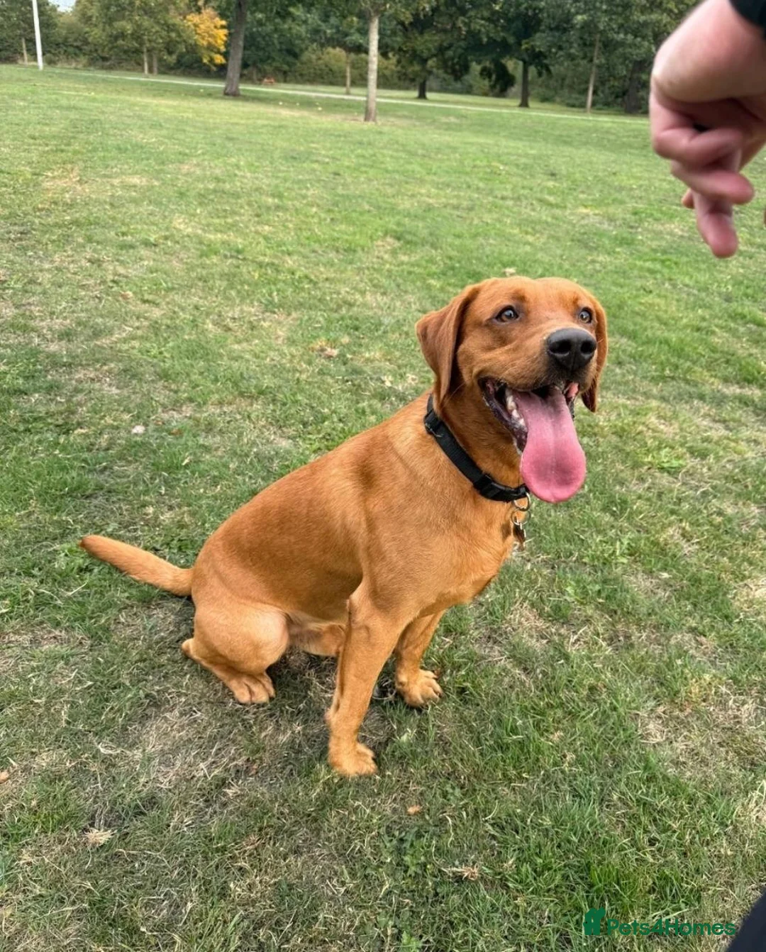 Labrador Retriever dogs for sale: 1 year old Red Fox Lab looking for forever home 💙 - Advert 2