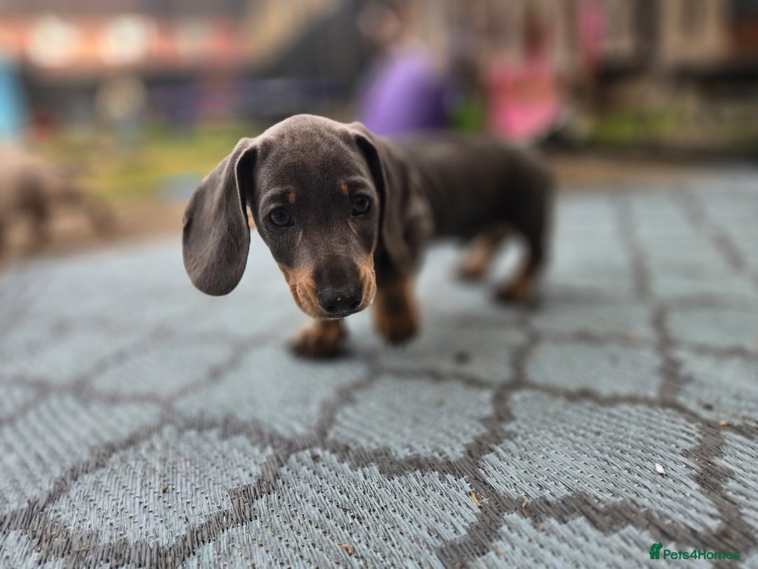 Dachshund dogs for sale: Ready now, last 3 Dachshund Puppies - Image 25