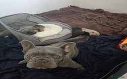Mixed Breed dogs for sale: French bulldog x Chow Chow - Image 2